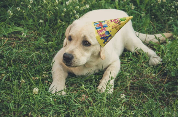 Velký Chytrý Pes Bílý Labrador — Stock fotografie