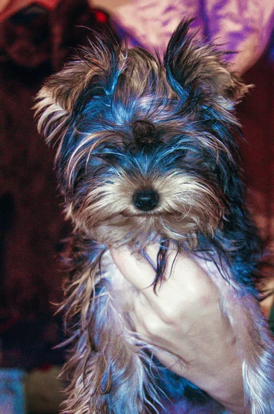 Kleine Volwassen Slimme Droevige Hond Shaggy Yorkshire Terrier Man Vriend — Stockfoto
