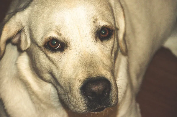 Stor Smart Hund Vit Labrador — Stockfoto