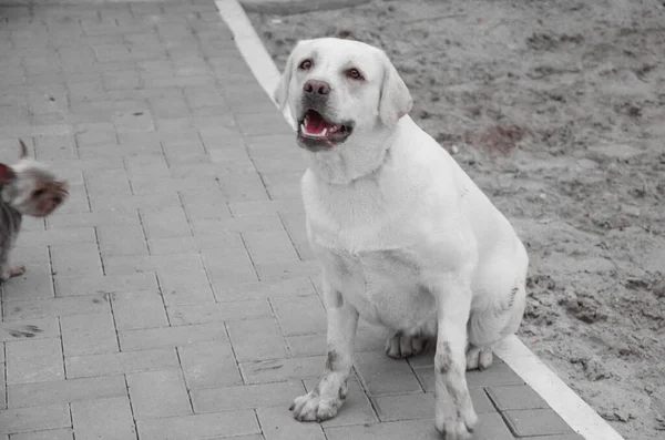 Beyaz Tüylü Akıllı Sadık Labrador Köpeği — Stok fotoğraf