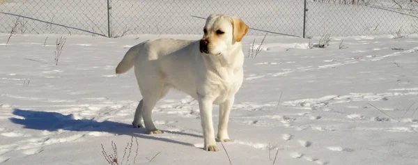 Beyaz Tüylü Akıllı Sadık Labrador Köpeği — Stok fotoğraf