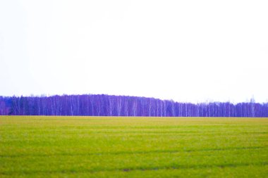 Geniş bir Rus tarlasında bahar yeşili çimenler