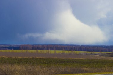 Geniş bir Rus tarlasında bahar yeşili çimenler