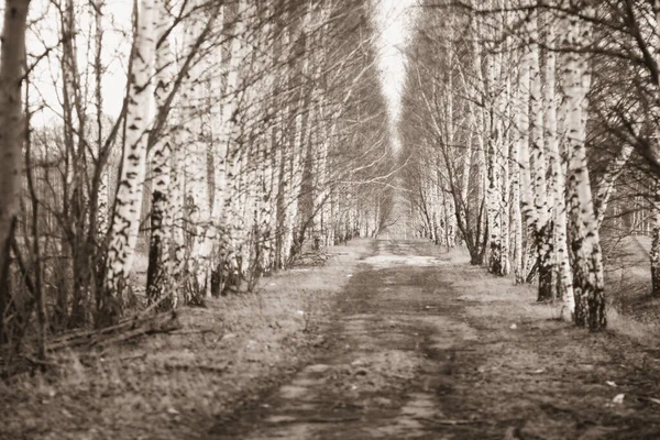 Terk edilmiş bir sanayi şehrindeki bir caddede Birch sokağı.