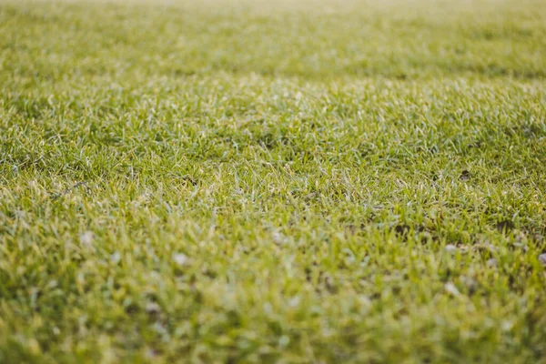 Primavera Hierba Verde Amplio Campo Ruso — Foto de Stock