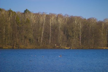 Mavi göletin yanındaki kuru gri orman.