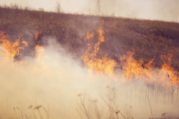 Сжигание Сухой Травы Прошлом Году Пламя Дым Поле — стоковое фото