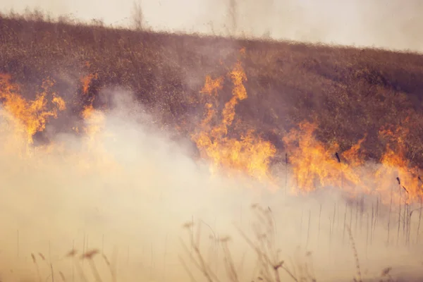 Quema Hierba Seca Año Pasado Llamas Humo Campo — Foto de Stock