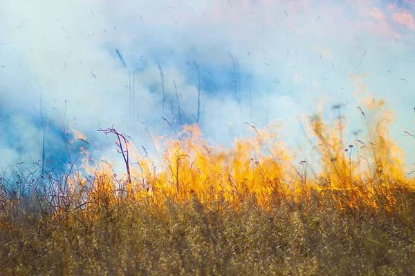 Verbrennendes Gras Letzten Jahr Flammen Und Rauch Auf Dem Feld — Stockfoto