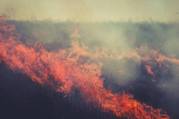 Сжигание Сухой Травы Прошлом Году Пламя Дым Поле — стоковое фото