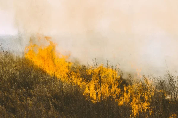 Quema Hierba Seca Año Pasado Llamas Humo Campo — Foto de Stock