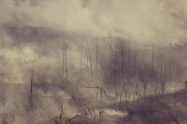 Quema Hierba Seca Año Pasado Llamas Humo Campo — Foto de Stock