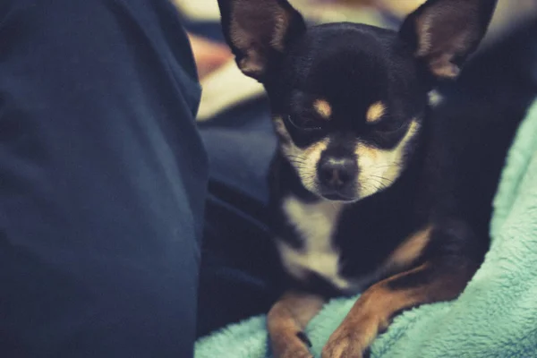Malý Smutný Pes Plemene Chihuahua Klíně Muže — Stock fotografie