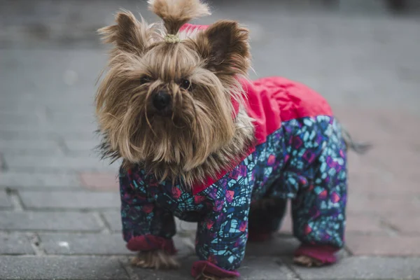 Mały Wesoły Kudłaty Pies Rasy Yorkshire Terrier Ubraniach — Zdjęcie stockowe
