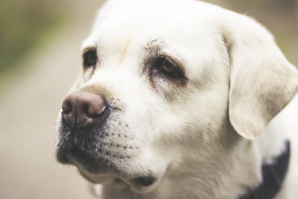 Big strong good white dog breed Labrador