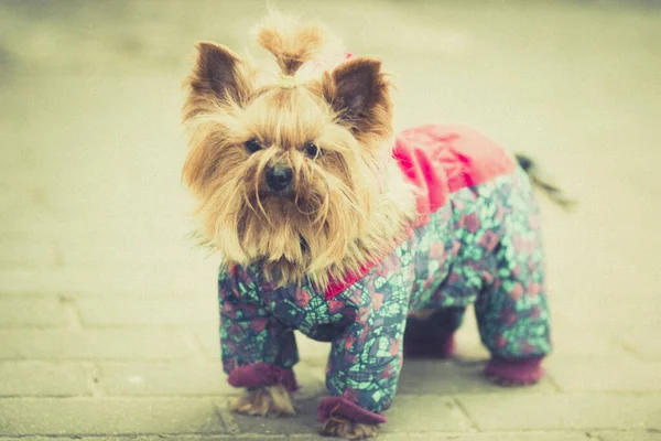 Mały Wesoły Kudłaty Pies Rasy Yorkshire Terrier Ubraniach — Zdjęcie stockowe