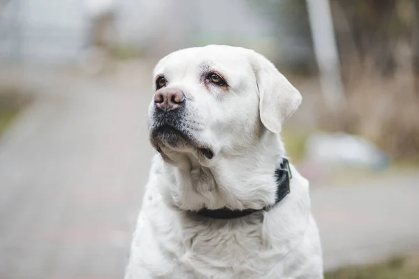 Velký Silný Dobrý Bílý Pes Plemeno Labrador — Stock fotografie