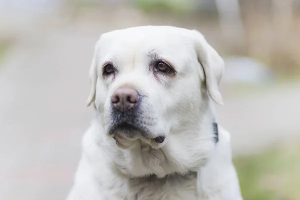 Velký Silný Dobrý Bílý Pes Plemeno Labrador — Stock fotografie