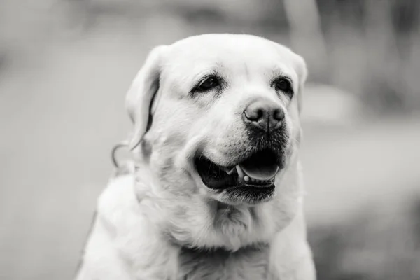 Büyük Güçlü Beyaz Köpek Türü Labrador — Stok fotoğraf