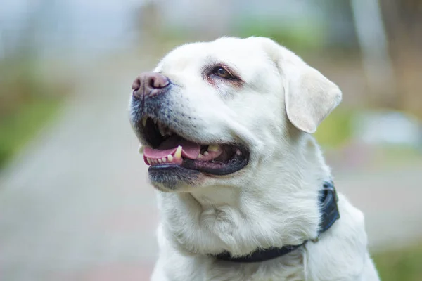Μεγάλη Ισχυρή Καλή Φυλή Λευκό Σκυλί Λαμπραντόρ — Φωτογραφία Αρχείου