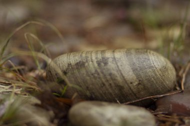 Parktaki yolda süs taşı yuvarlak çakıl taşları.