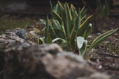 Park 'taki yol boyunca enkaz döküntüsü şeklinde dekoratif taşlar.