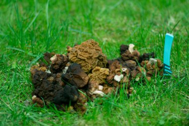 Bahar Morel mantarları yeşil çimlerde