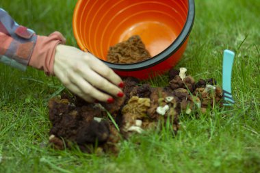 Bahar Morel mantarları yeşil çimlerde