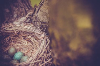 Ağaçtaki yuvada küçük yeşil Karatavuk yumurtaları