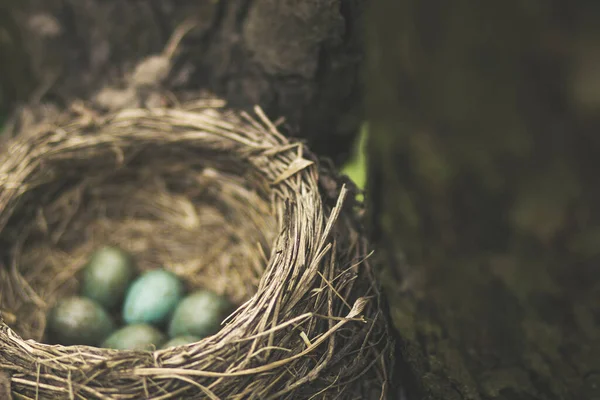 木の上の巣の中の小さな緑の黒鳥の卵 — ストック写真