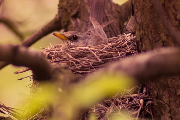 Petit Oiseau Quiscale Dans Nid Dans Arbre — Photo