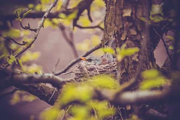 Маленький Птах Чорний Птах Гнізді Дереві — стокове фото