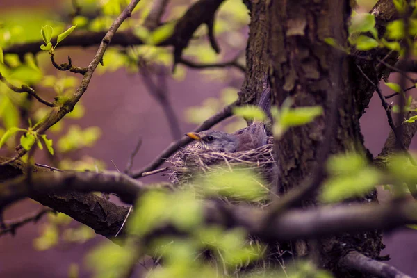 Petit Oiseau Quiscale Dans Nid Dans Arbre — Photo