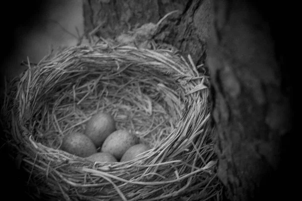 Kleine Groene Merel Eieren Het Nest Aan Boom — Stockfoto