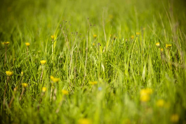 Grönt Gräs Och Blommor Ett Soligt Vårfält — Stockfoto