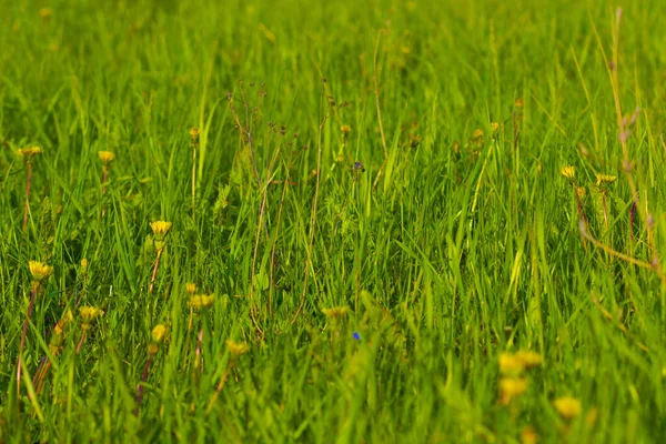 日当たりの良い春の畑の緑の草や花 — ストック写真