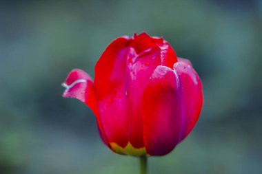 Bahar bahçesindeki çimlerde güzel bahar çiçekleri