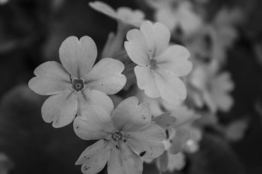 Bahar bahçesindeki çimlerde güzel bahar çiçekleri