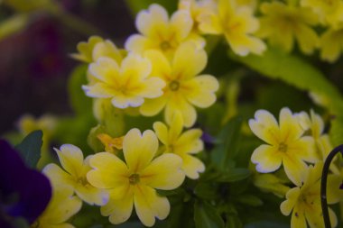 Bahar bahçesindeki çimlerde güzel bahar çiçekleri