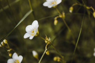 Bahar bahçesindeki çimlerde güzel bahar çiçekleri