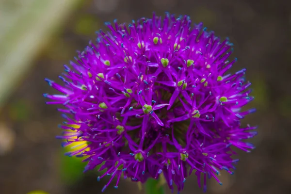 Bellissimi Fiori Primaverili Sul Prato Nel Giardino Primaverile — Foto Stock