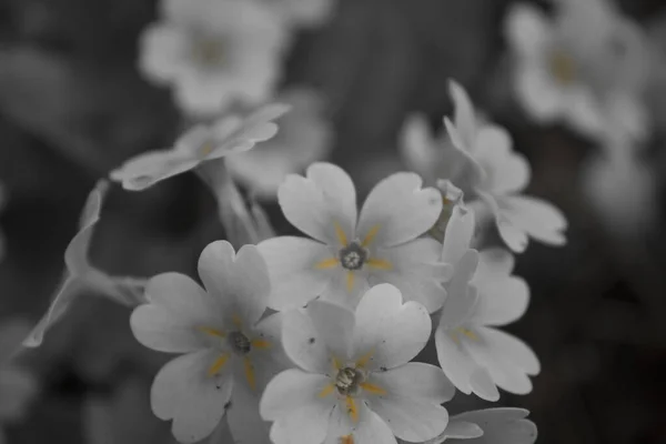 Mooie Lentebloemen Het Gazon Lentetuin — Stockfoto