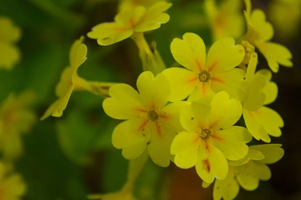 Piękne Wiosenne Kwiaty Trawniku Wiosennym Ogrodzie — Zdjęcie stockowe