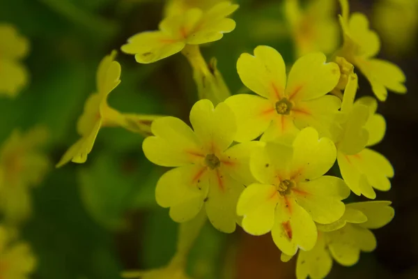 Belles Fleurs Printanières Sur Pelouse Dans Jardin Printemps — Photo