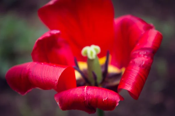 Bellissimi Fiori Primaverili Sul Prato Nel Giardino Primaverile — Foto Stock