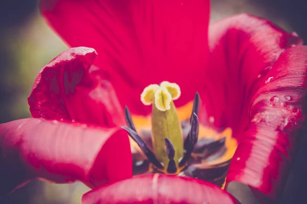 Krásné Jarní Květiny Trávníku Jarní Zahradě — Stock fotografie
