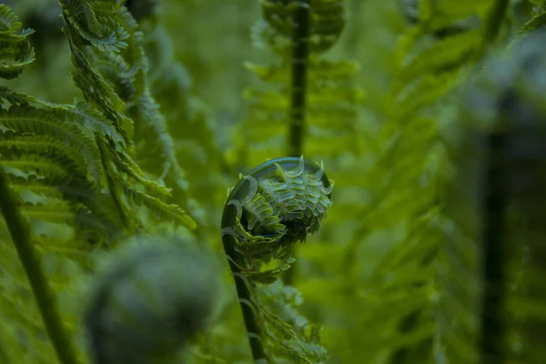 Zelený Mladý Kapradinový List Jarním Lese — Stock fotografie