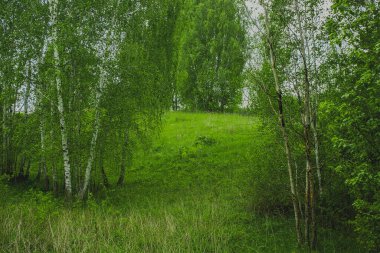 Baharda parlak yeşil huş ağacı Rus Ormanı
