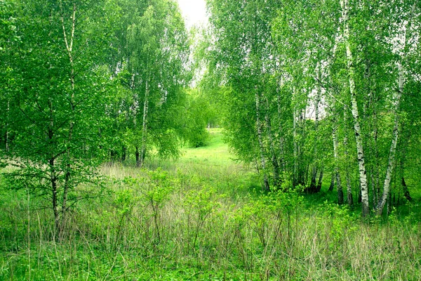 Vidoeiro Verde Brilhante Pitoresco Floresta Russa Primavera — Fotografia de Stock