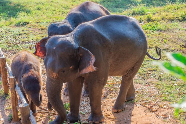 Asiatische Elefantenfamilie Die Dorfbewohner Thailand Großzogen — Stockfoto